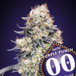 Auto Purple Punch 3 u. fem.