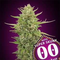 Auto Super Skunk 3 u. fem.