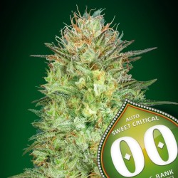 Auto Sweet Critical 3 u. fem.