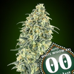 Auto White Widow XXL 100 u. fem.