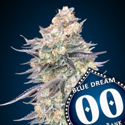 Blue Dream 3 u. fem.