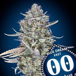 Blue Dream Fast 3 u. fem.