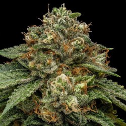 Kroma 1 u. fem. Ripper Seeds