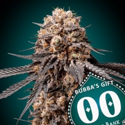 Bubba´s Gift 5 u. fem.