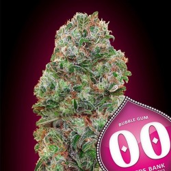 Bubble Gum 5 u. fem.